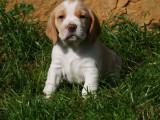 À vendre, chiots Beagle (LOF)