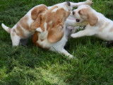 À vendre, chiots Beagle (LOF)