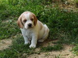 À vendre, chiots Beagle (LOF)