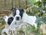 Chiot mâle Staffordshire Bull Terrier disponible à l’achat (LOF)