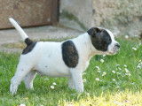 Chiot mâle Staffordshire Bull Terrier disponible à l’achat (LOF)