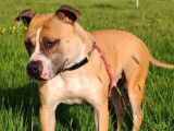 À vendre, chienne American Staffordshire Terrier (LOF)