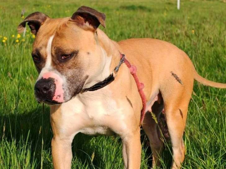 À vendre, chienne American Staffordshire Terrier (LOF)