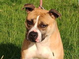 À vendre, chienne American Staffordshire Terrier (LOF)