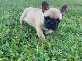 2 chiots femelles Bouledogues Français à vendre (LOF)