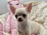 3 chiots Chihuahua LOF à vendre