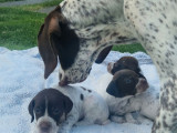 Chiots Braque Français type Pyrénées à vendre (LOF)