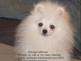 À vendre, chiot femelle Spitz Nain (LOF)
