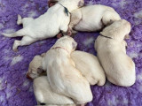 5 chiots Bergers Blancs Suisses LOF à réserver