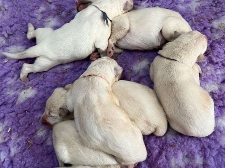 5 chiots Bergers Blancs Suisses LOF à réserver