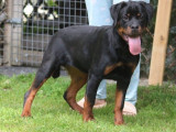 Chiot femelle Rottweiler LOF à vendre