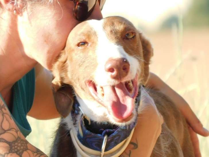 Splendide Podenco au cœur tendre à adopter