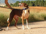 SIVER, Splendide Podenco au cœur tendre à adopter
