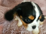 À vendre ,3 chiots Cavalier King Charles LOF