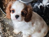 À vendre ,3 chiots Cavalier King Charles LOF