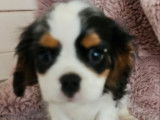 À vendre ,3 chiots Cavalier King Charles LOF