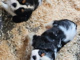 À vendre ,3 chiots Cavalier King Charles LOF