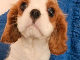 À vendre ,3 chiots Cavalier King Charles LOF