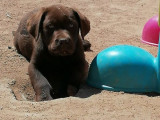 Chiot mâle Labrador chocolat LOF disponibles à l’achat