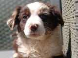 À réserver, chiot femelle Berger Américain Miniature rouge merle LOF