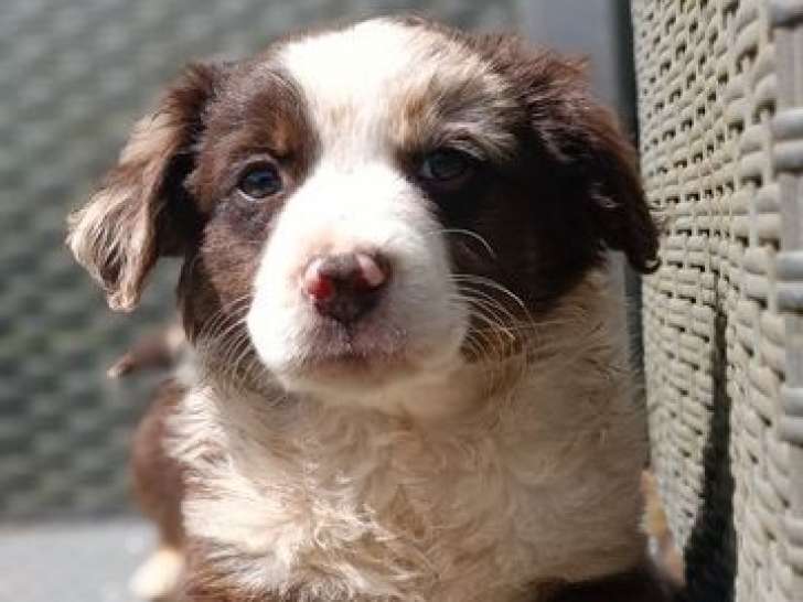 À réserver, chiot femelle Berger Américain Miniature rouge merle LOF