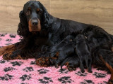 8 chiots Setter Gordon LOF à réserver
