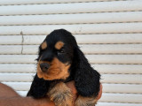 À vendre, 9 chiots Cockers Anglais (LOF)