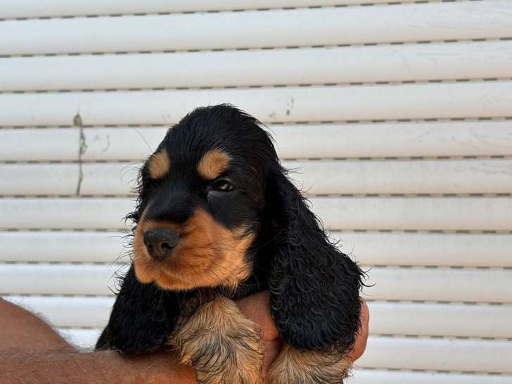 À vendre, 9 chiots Cockers Anglais (LOF)
