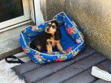 À vendre, 9 chiots Cockers Anglais (LOF)