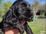 À vendre, 9 chiots Cockers Anglais (LOF)