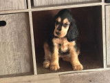 À vendre, 9 chiots Cockers Anglais (LOF)