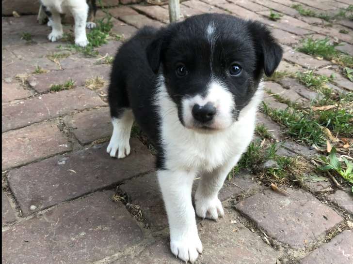 Chiots Border Collie à vendre