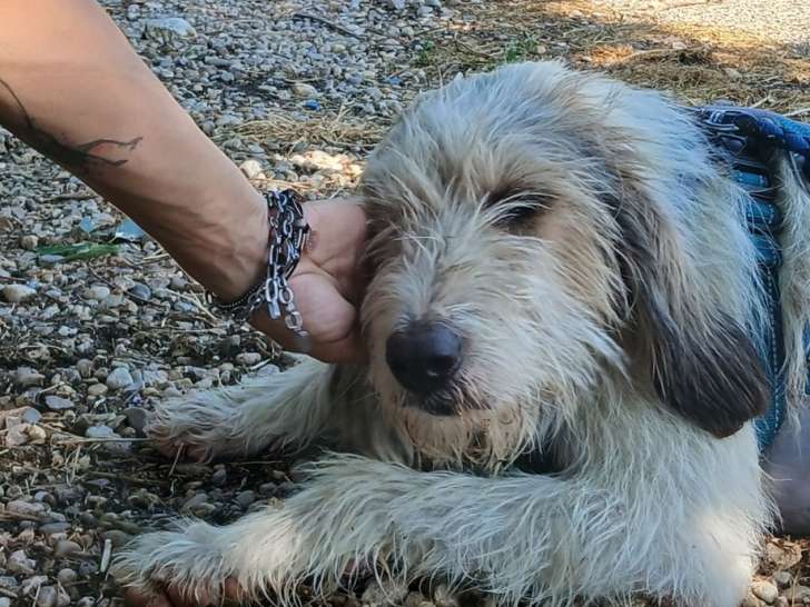 Jeune chienne Griffon adorable à adopter
