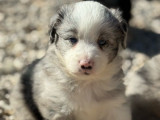 À vendre, 6 chiots Berger Américain Miniature LOF