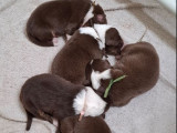 11 chiots Berger Australien LOF à réserver