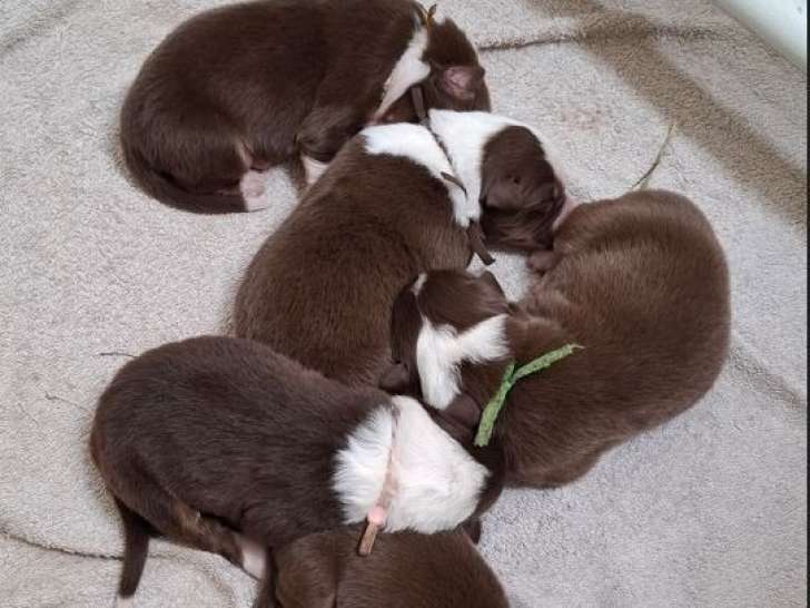 11 chiots Berger Australien LOF à réserver