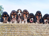À vendre, 4 chiots Basset Hound (LOF)