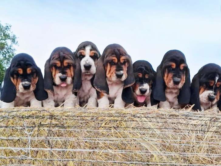 À vendre, 4 chiots Basset Hound (LOF)