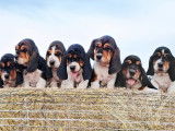 À vendre, 4 chiots Basset Hound (LOF)