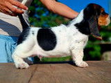 À vendre, 4 chiots Basset Hound (LOF)