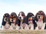 À vendre, 4 chiots Basset Hound (LOF)
