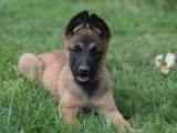 Chiot femelle Berger Belge Malinois LOF à vendre