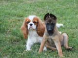 Chiot femelle Berger Belge Malinois LOF à vendre
