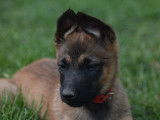 Chiot femelle Berger Belge Malinois LOF à vendre