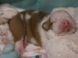 À réserver, 2 chiots mâles Bulldog Anglais LOF