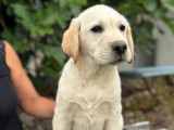 À vendre, 5 chiots mâles Labrador sables (LOF)