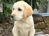 À vendre, 5 chiots mâles Labrador sables (LOF)