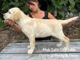 À vendre, 5 chiots mâles Labrador sables (LOF)