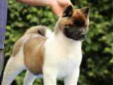 1 chiot femelle Akita Américain disponible à la vente (LOF)