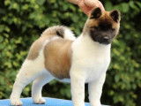 1 chiot femelle Akita Américain disponible à la vente (LOF)